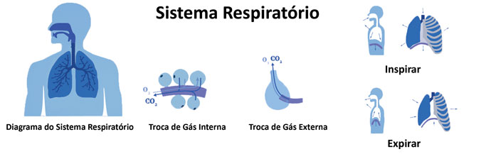 sistema-respiratorio