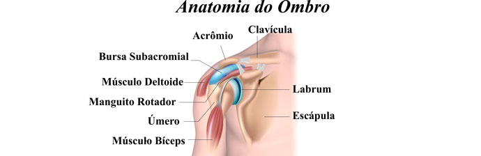 Anatomia do Ombro