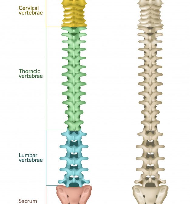 anatomia-coluna-vertebral