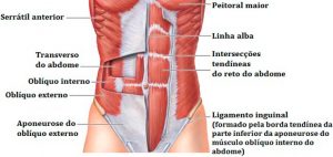 01musculatura-abdominal - tipos de abdominais