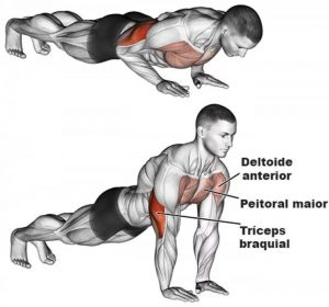 1 - Flexão de braço fortalecimento de membros superiores