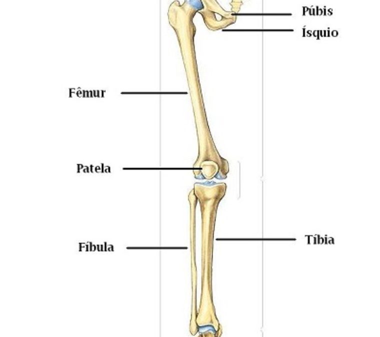 Anatomia dos membros inferiores