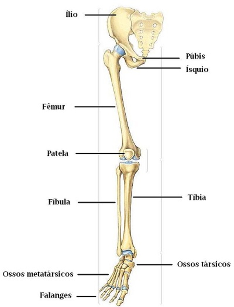 Anatomia dos membros inferiores