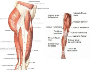 Anatomia membros inferiores