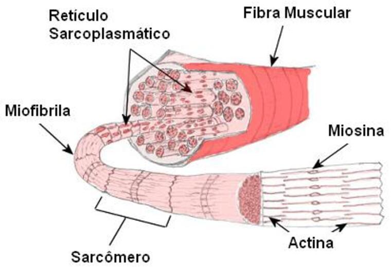Músculo esquelético estrutura e função - Tônus Muscular: como ganhar com o Treinamento Funcional?