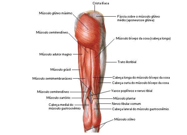 Músculos mediais – Fortalecimento de membros inferiores
