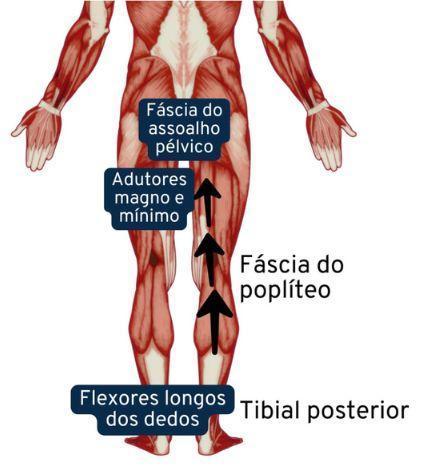 anatomia do pé