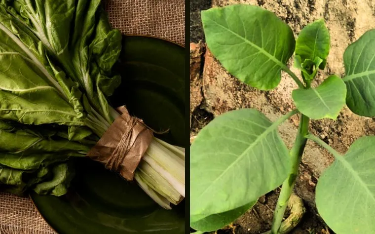 Falsa couve: como reconhecer essa planta tóxica que deixou 4 pessoas internadas em MG